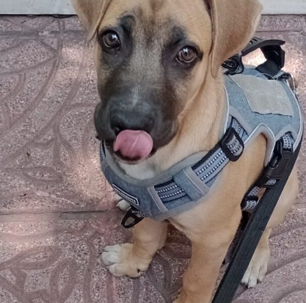 OLIVER