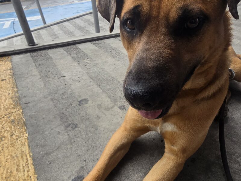 CANELO