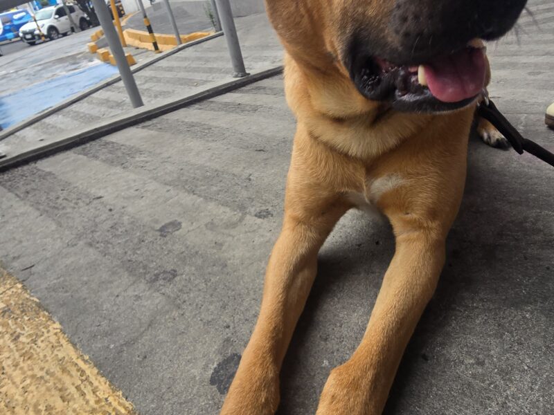 CANELO