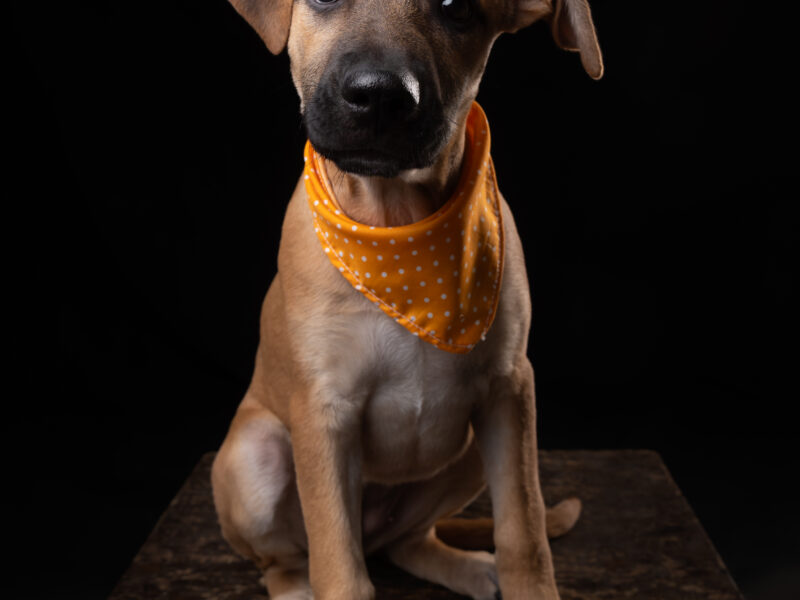 Nova