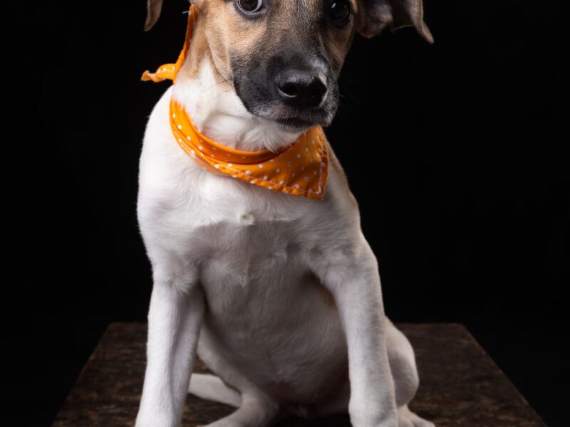 Dalila