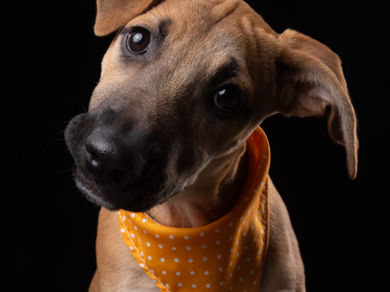 Nova