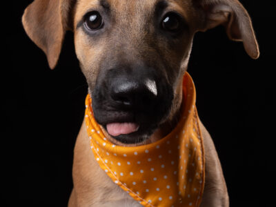 Nova