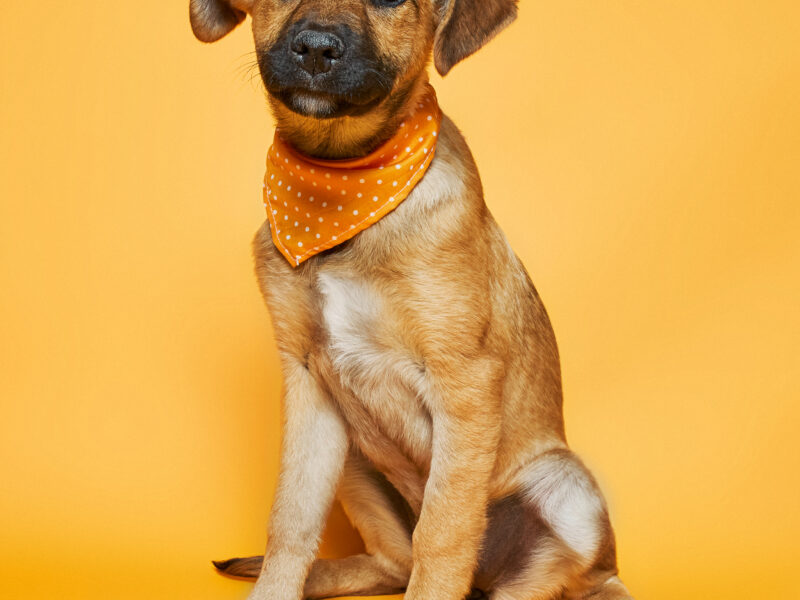 KOBA