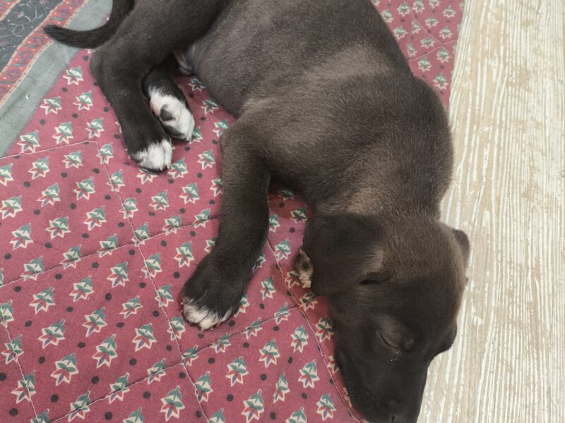 MAX