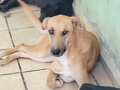 LILA