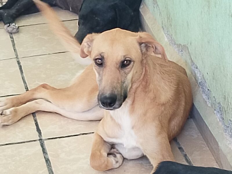 LILA