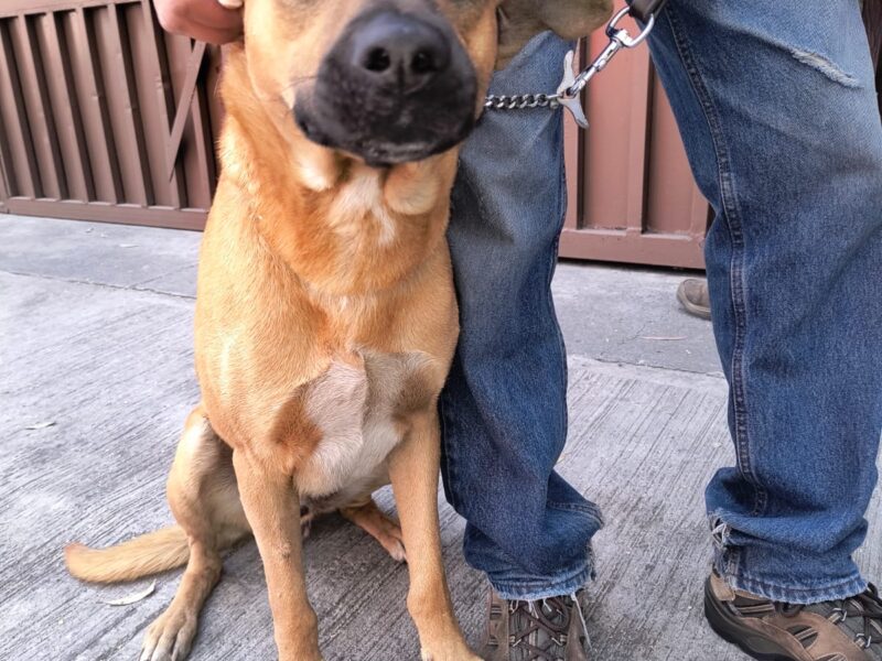 CANELO