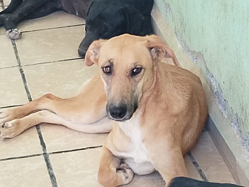 LILA