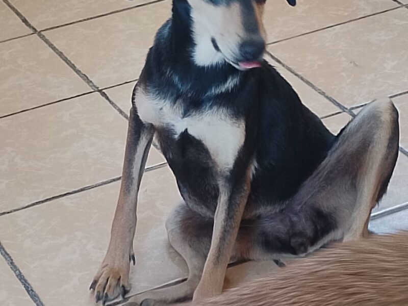 ROSITA