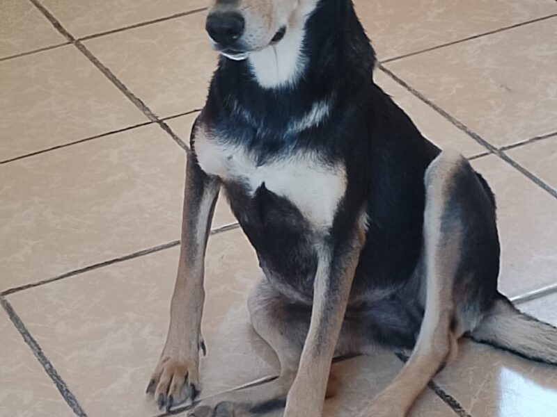 ROSITA