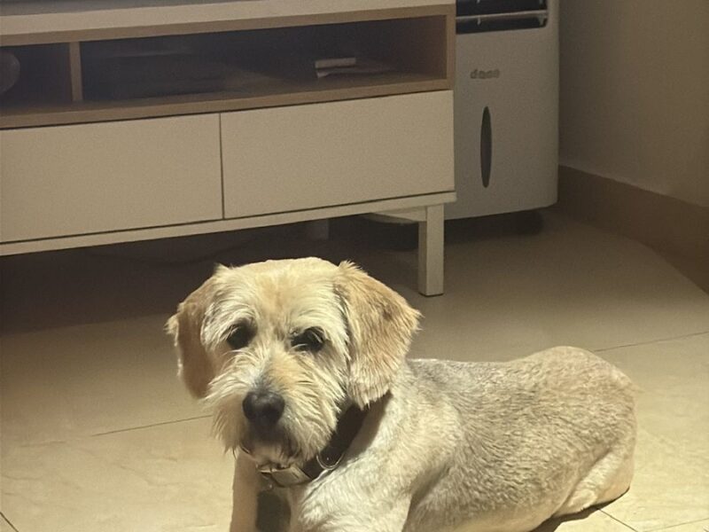 PONCHITO