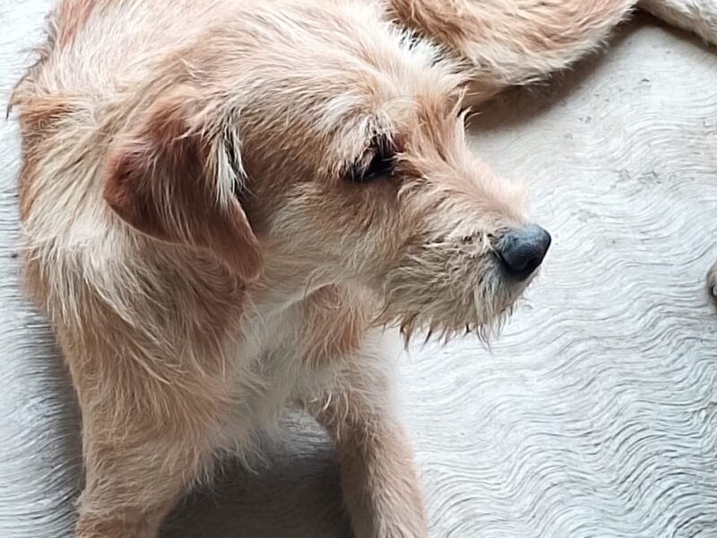 MATEO