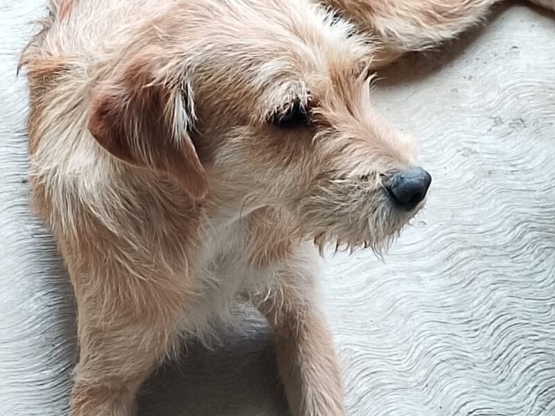MATEO