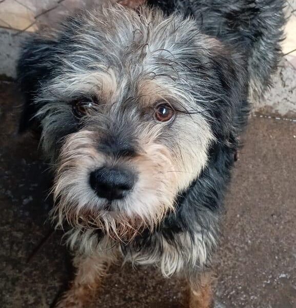 JUNIOR