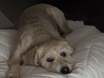 PONCHITO