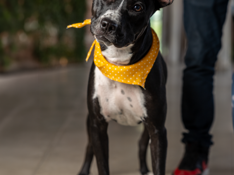 BALU