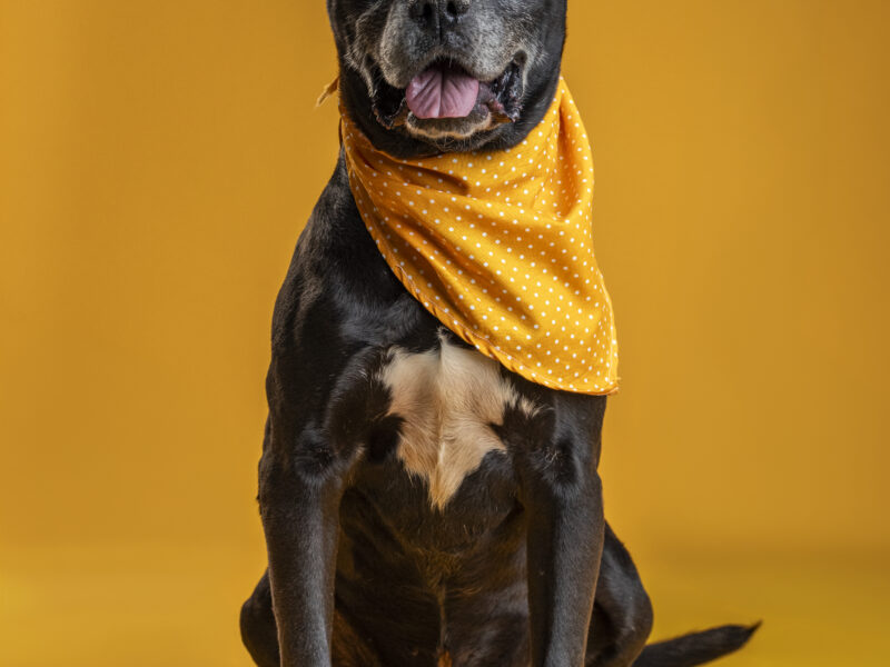 NEGRITO