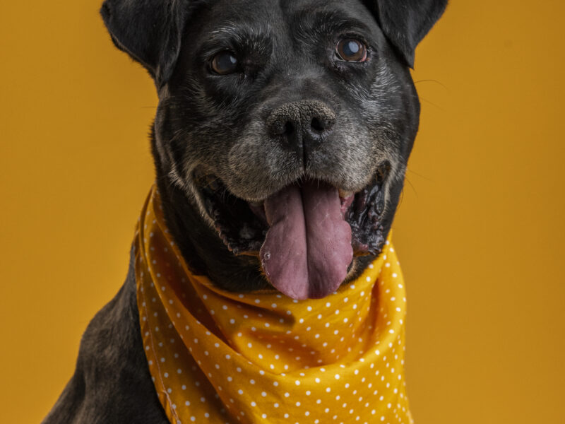 NEGRITO