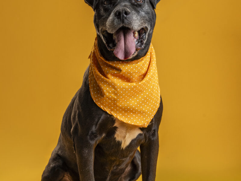 NEGRITO