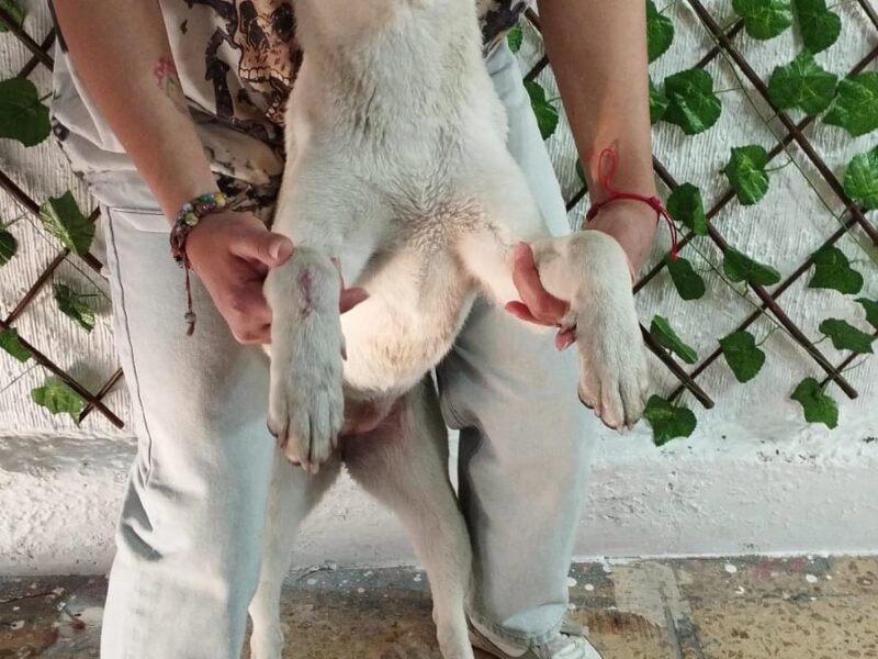 PALOMA