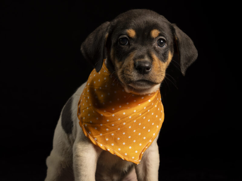 DOXIE