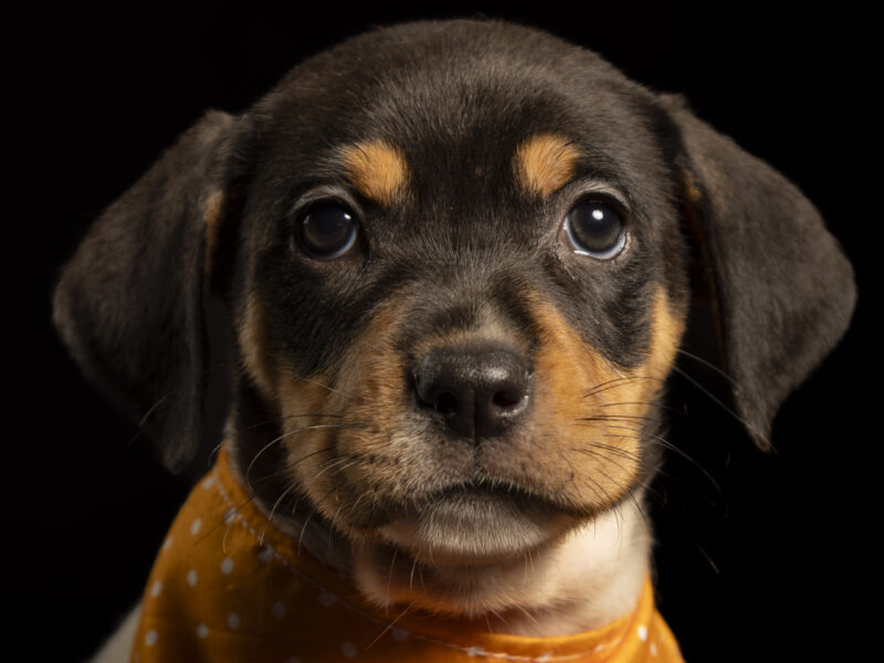 DOXIE