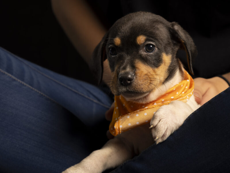 DOXIE