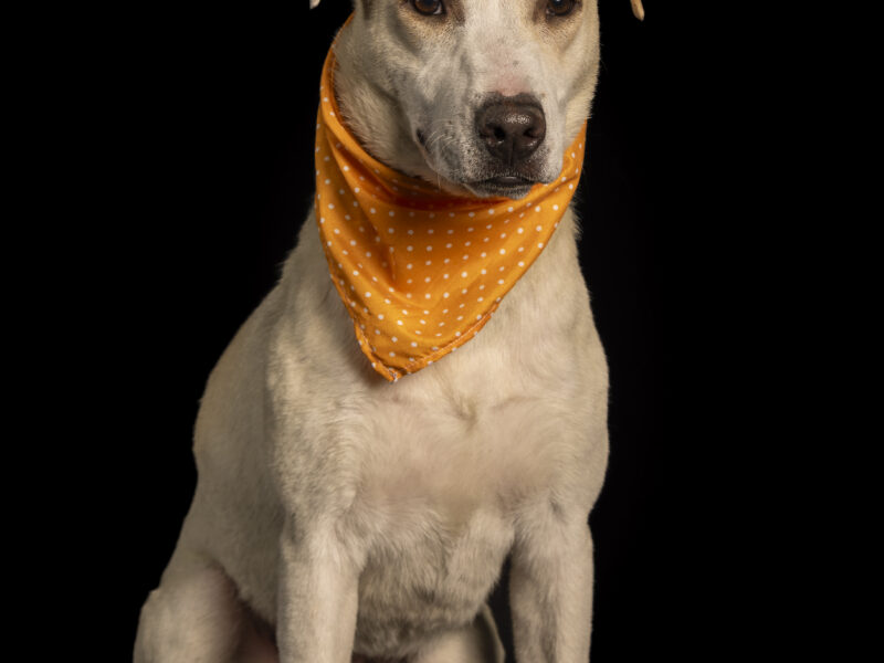 PALOMA