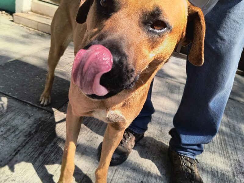 CANELO