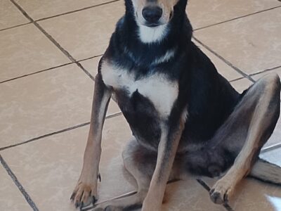 ROSITA