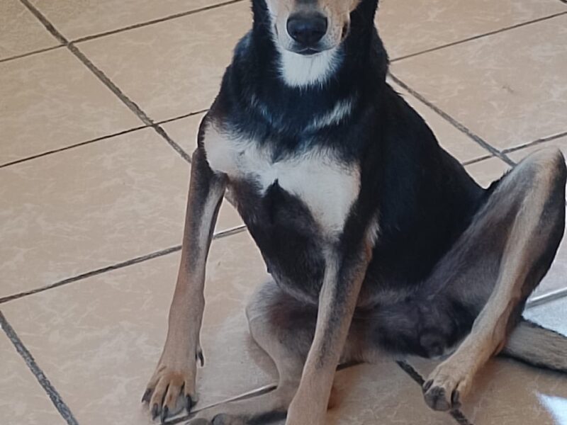 ROSITA