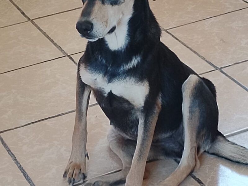 ROSITA