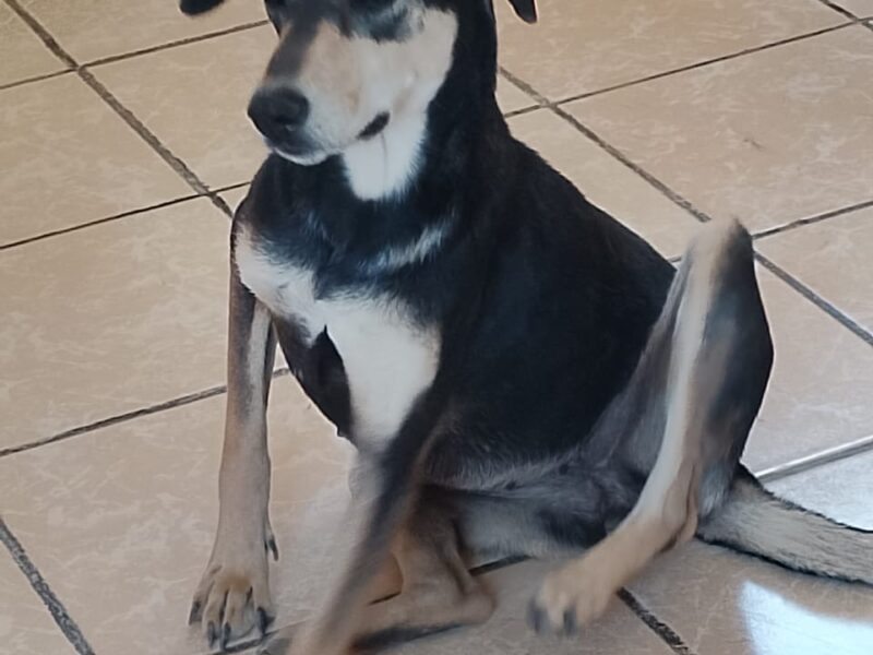 ROSITA
