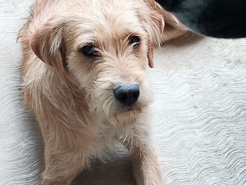 MATEO