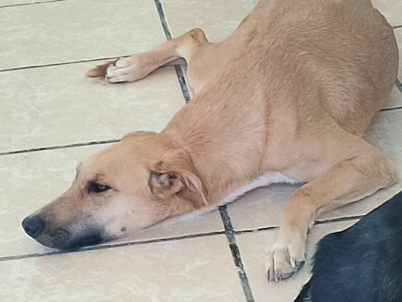 LILA