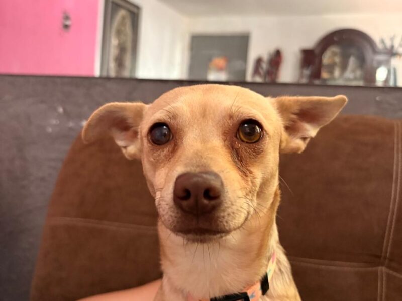 ZOEI