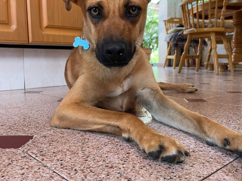 CARAMELO