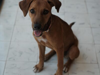 CANE