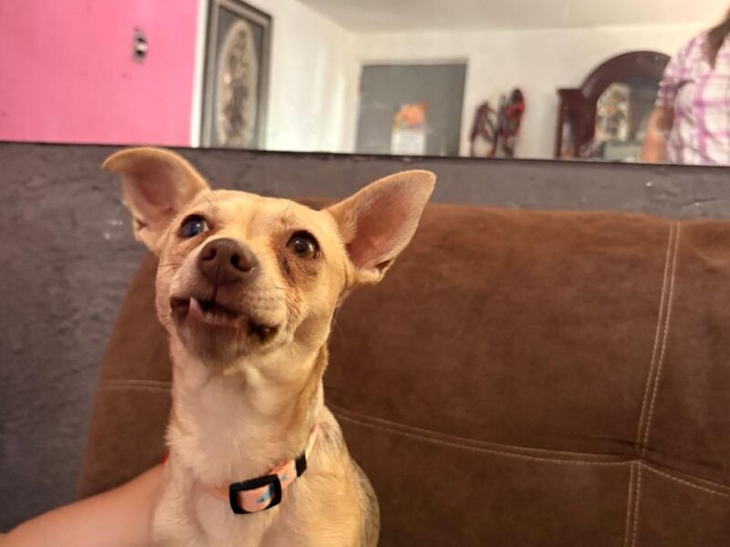 ZOEI