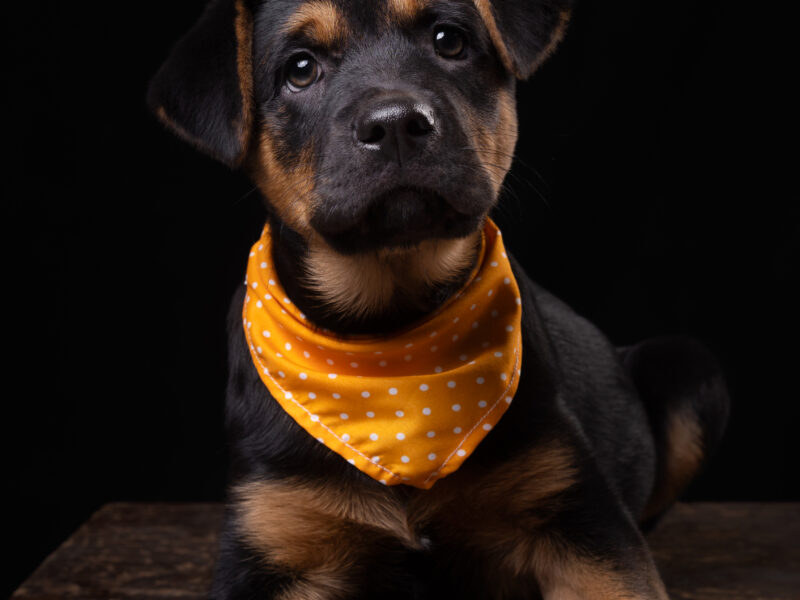 EUGENE