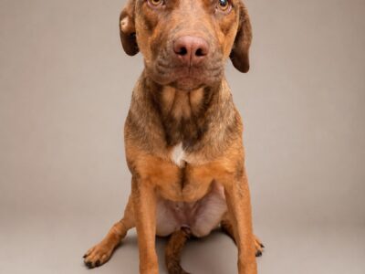 BRANDY