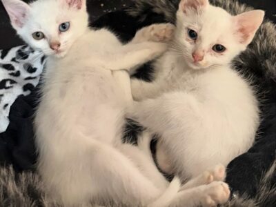 JADE Y ZAFIRA