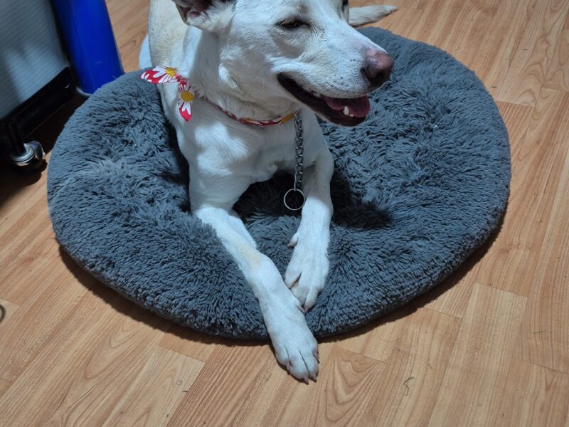 BLANQUITA
