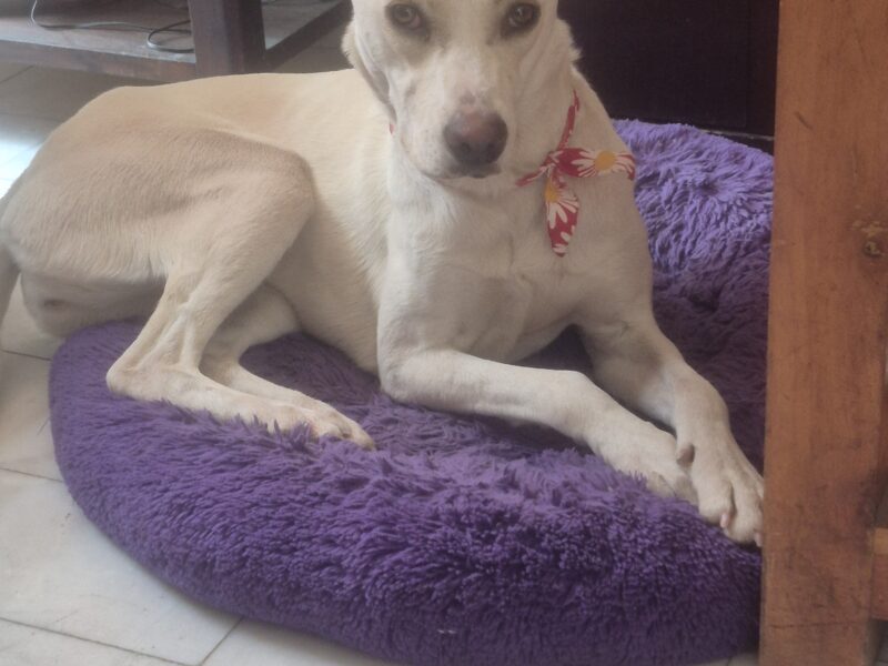 BLANQUITA