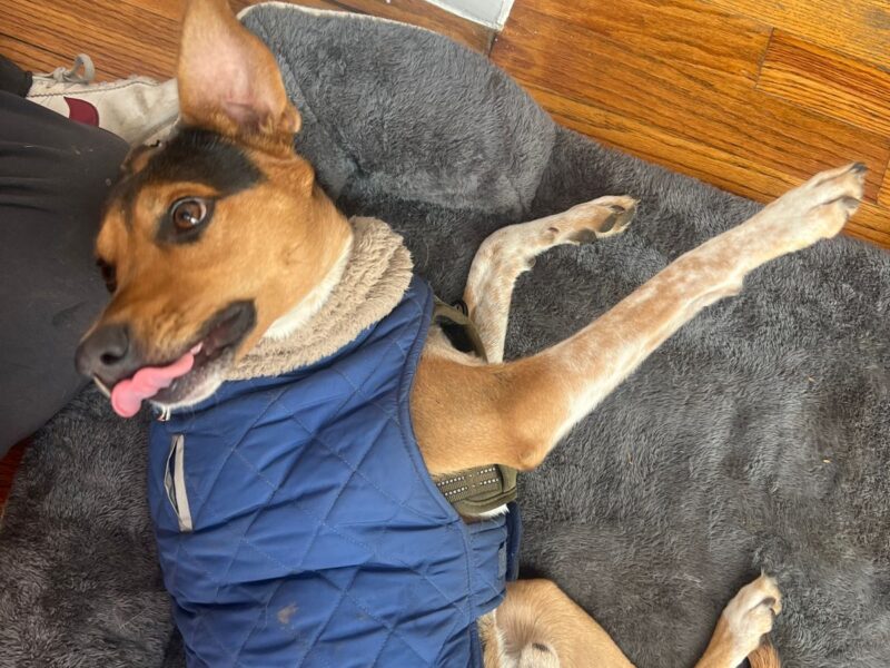 TAQUITO