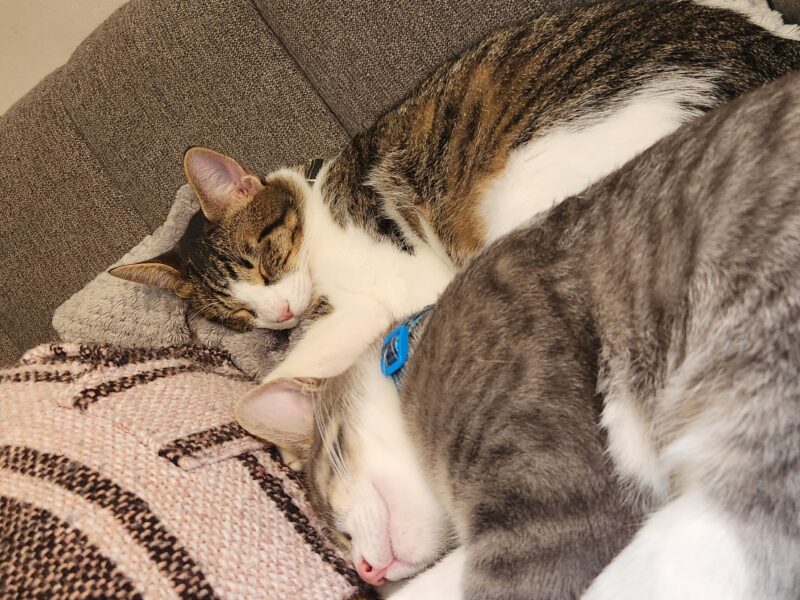 THOR Y PAPASITO