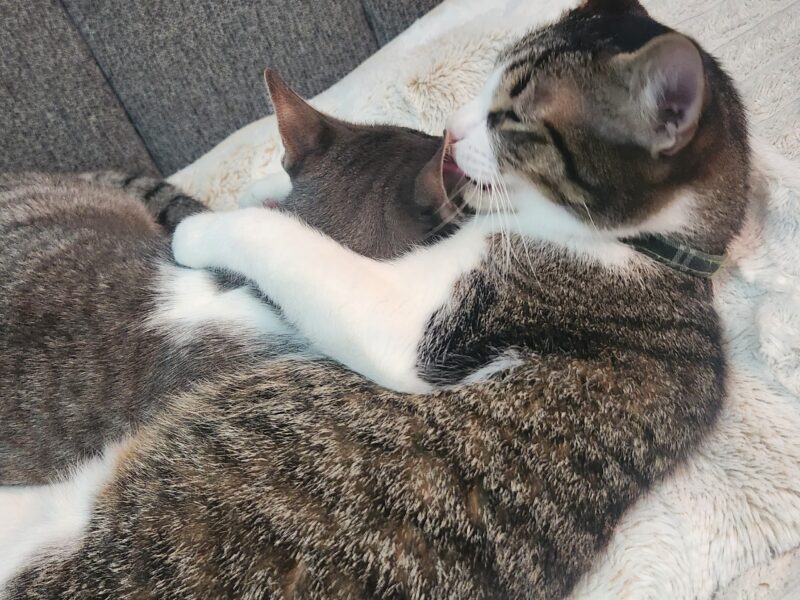 THOR Y PAPASITO