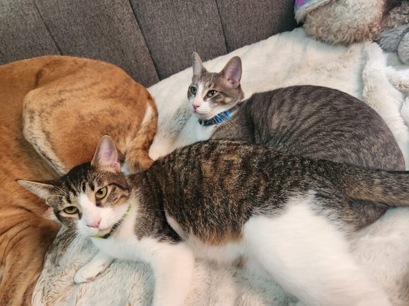THOR Y PAPASITO