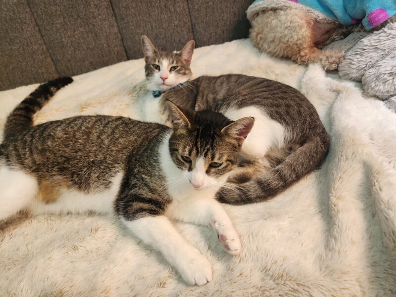 THOR Y PAPASITO